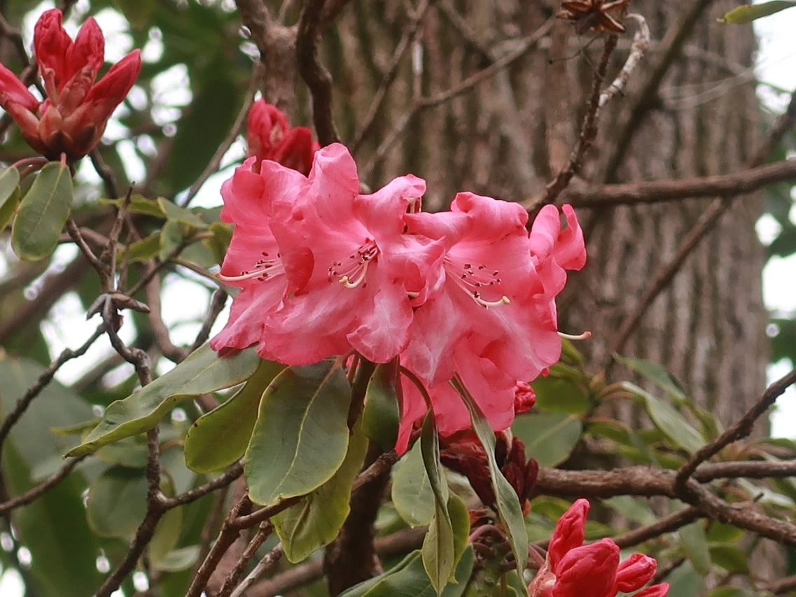 'Dawn's Delight'